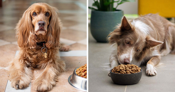 How to Give Pills to a Dog: All Ways Covered