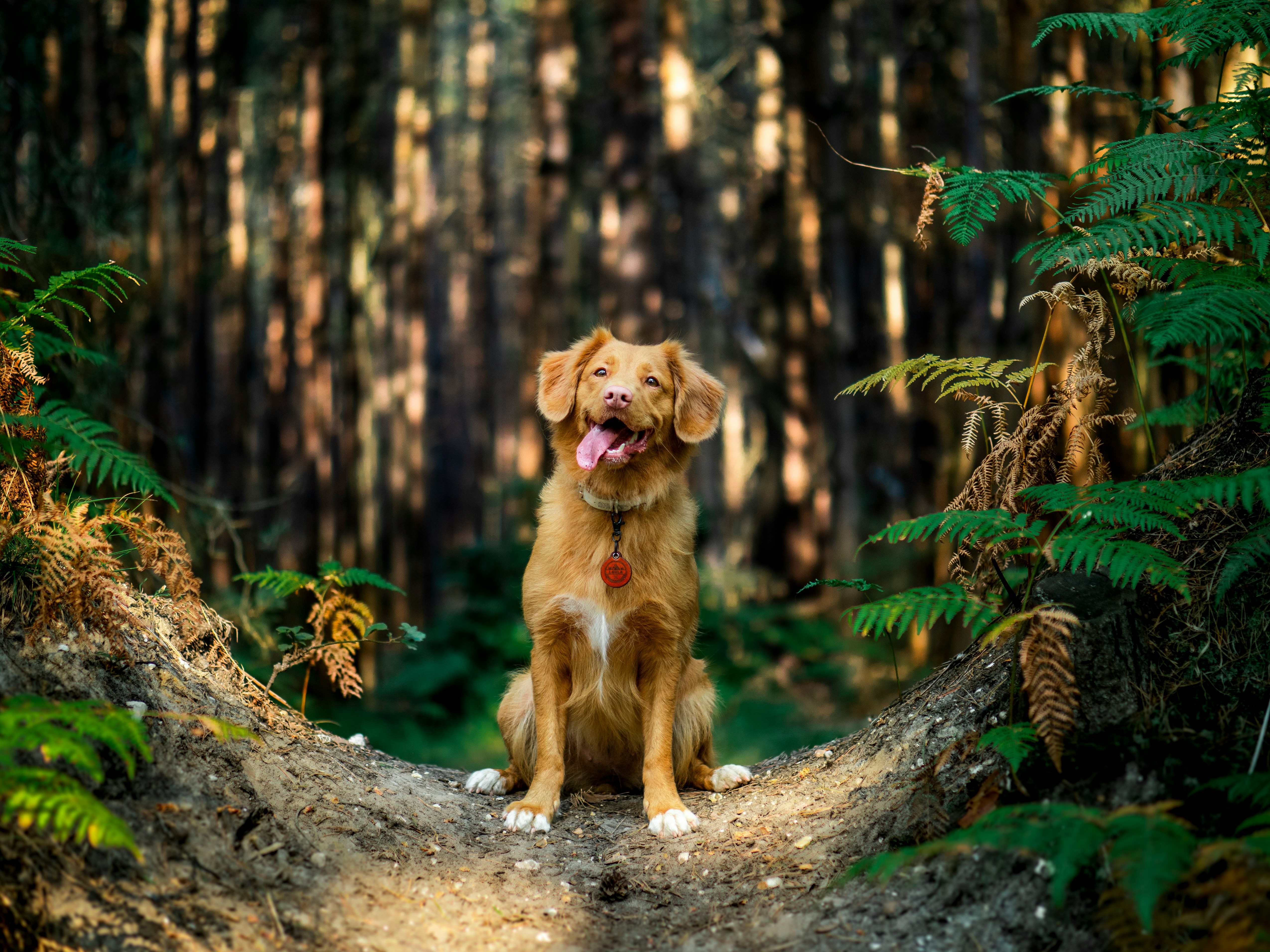 Brown dog sitting and looking in the forest Brown dog sitting and looking in the forest