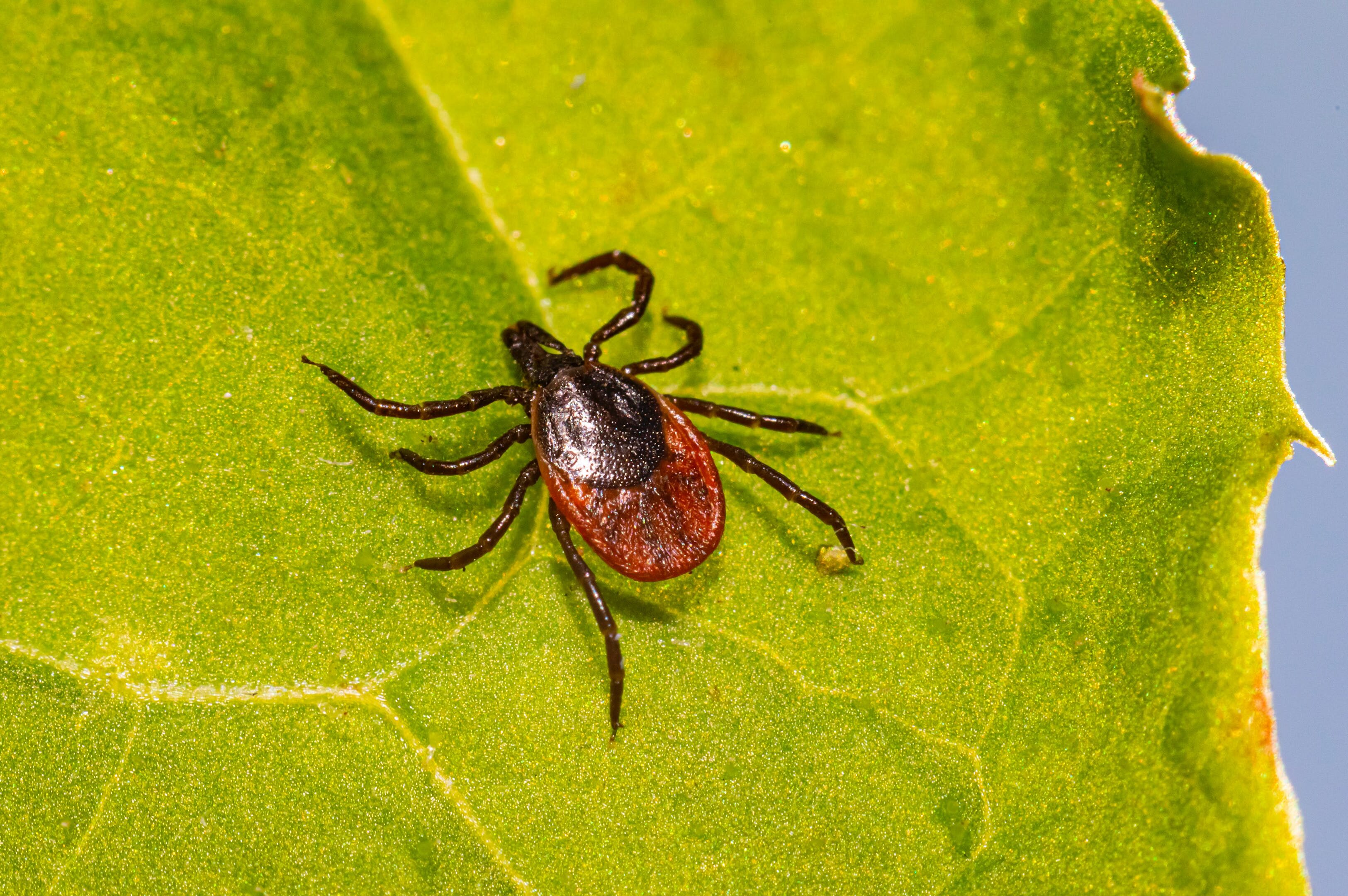 A deer tick crawling on green leaf A deer tick crawling on green leaf