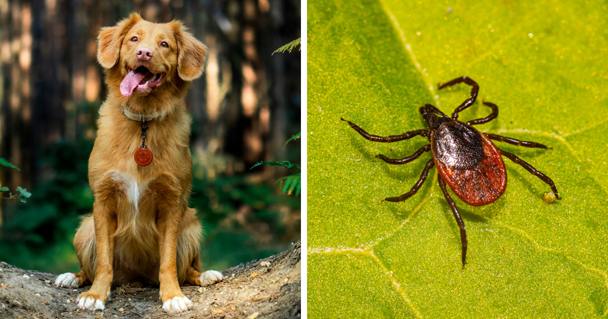 Effective Tick Prevention Tips Keeping Your Dog Safe from Flea and Tick Infestation Bored Panda