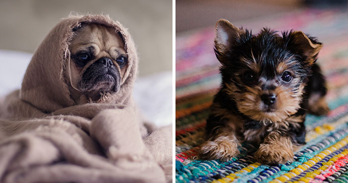 How To Prevent Separation Anxiety in Dogs