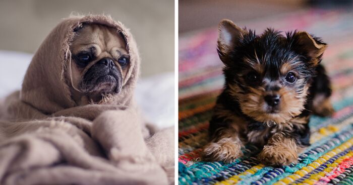 How To Prevent Separation Anxiety in Dogs