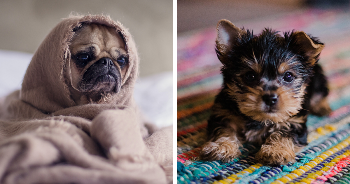 How To Prevent Separation Anxiety in Dogs Bored Panda