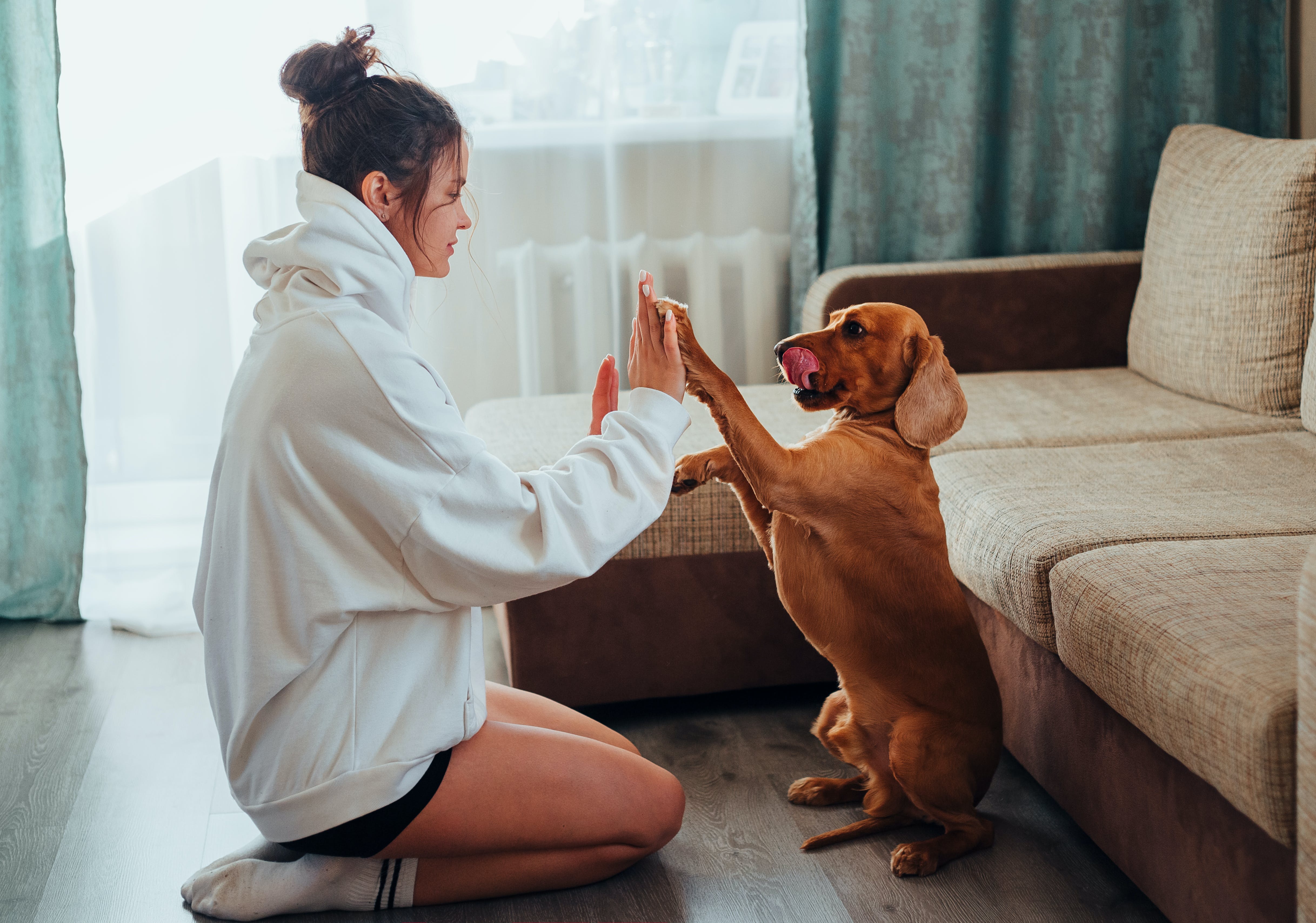 Person giving high five to dog Person giving high five to dog