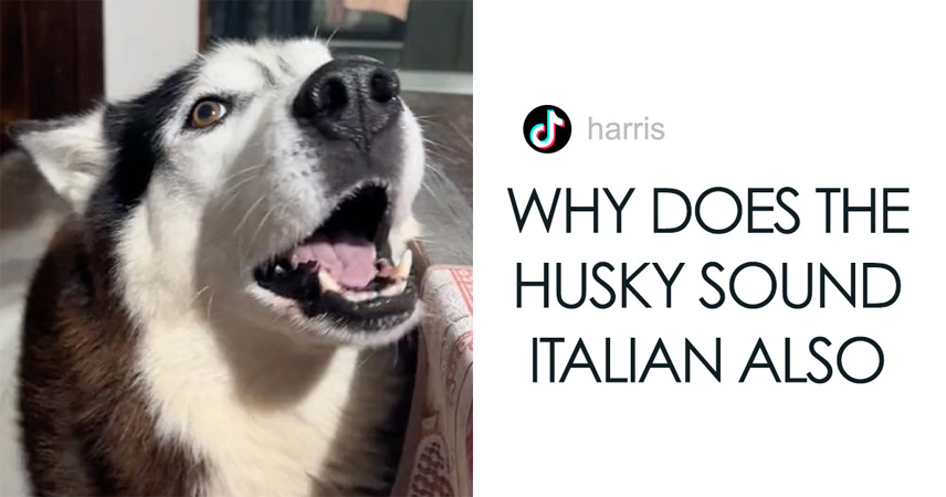 Dog Barks In Italian Accent To Sound Just Like His Owner