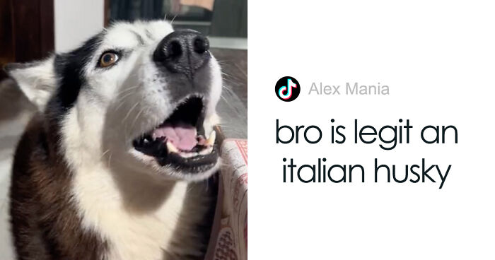 Dog Barks In Italian Accent To Sound Just Like His Owner