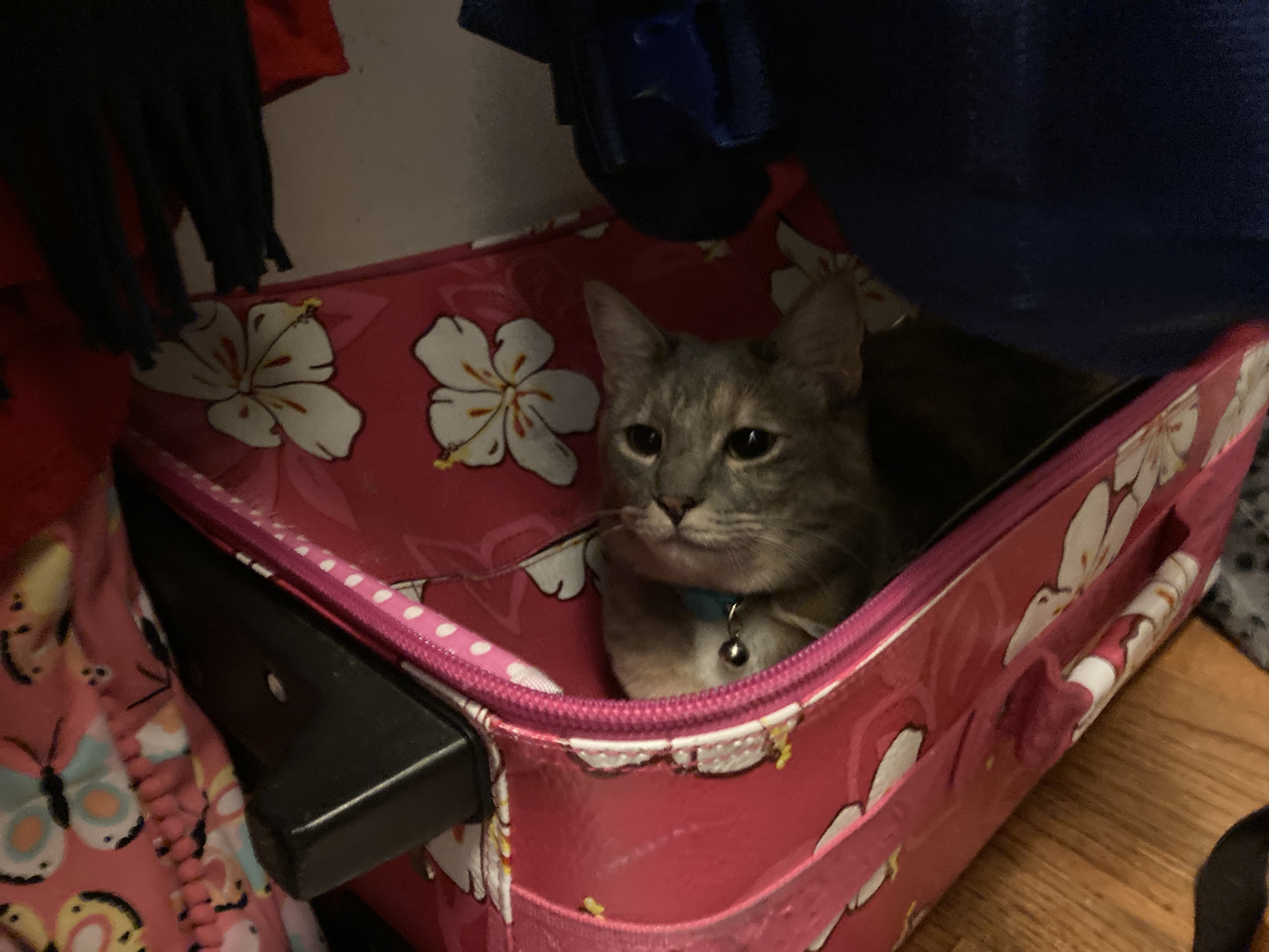 What’s The Cutest Place You Found Your Pet?