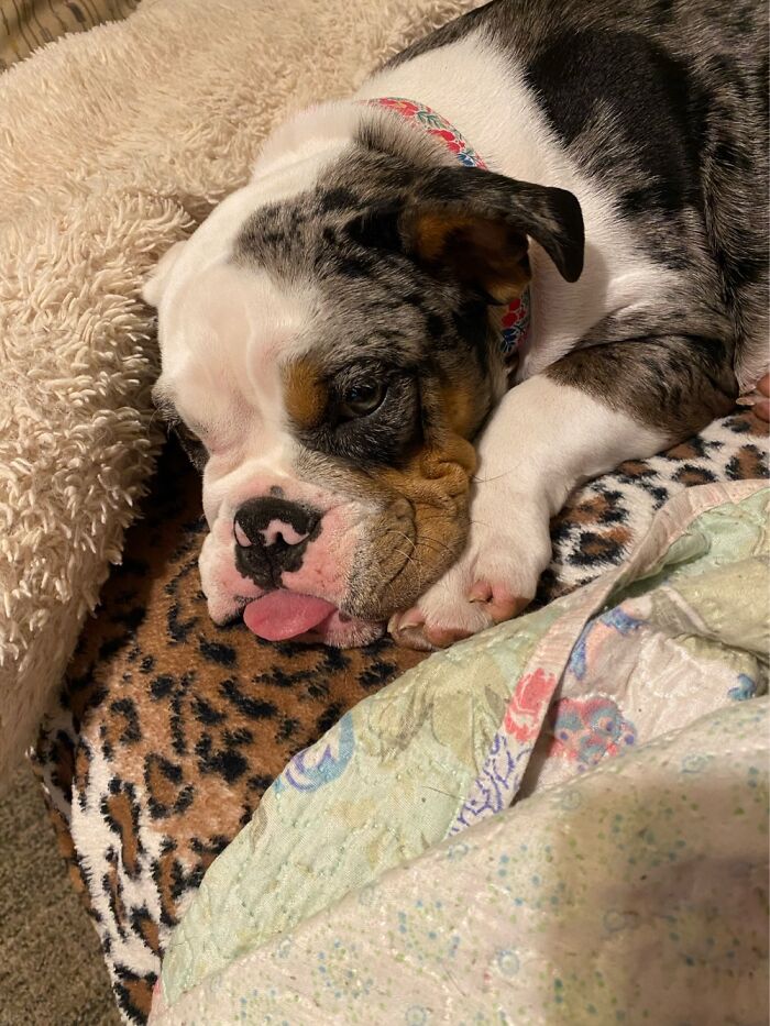 4 Month Old English Bulldog Sophie