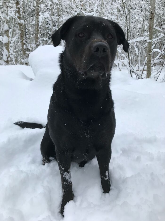 Ripley Wants Me To Make More Snowballs For Her