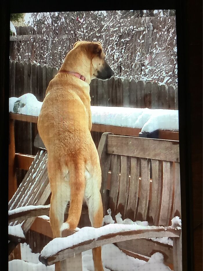 Spying On The Neighbor Kids Playing In The Snow