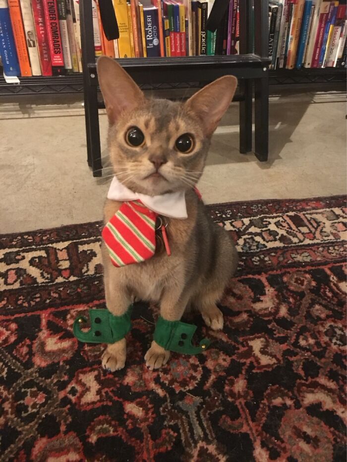 Ready For Christmas Dinner But A Tie Is Required