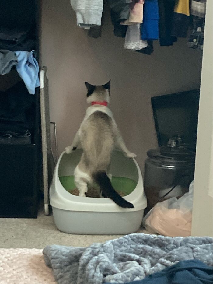 Our Cat After Getting Home From Her Spay Appointment And Forgetting How To Litter Box