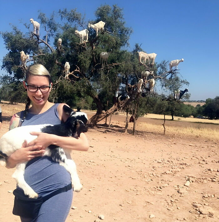 My Friend Was Traveling Through Marocco When She Suddenly Saw This Tree Full Of Goats