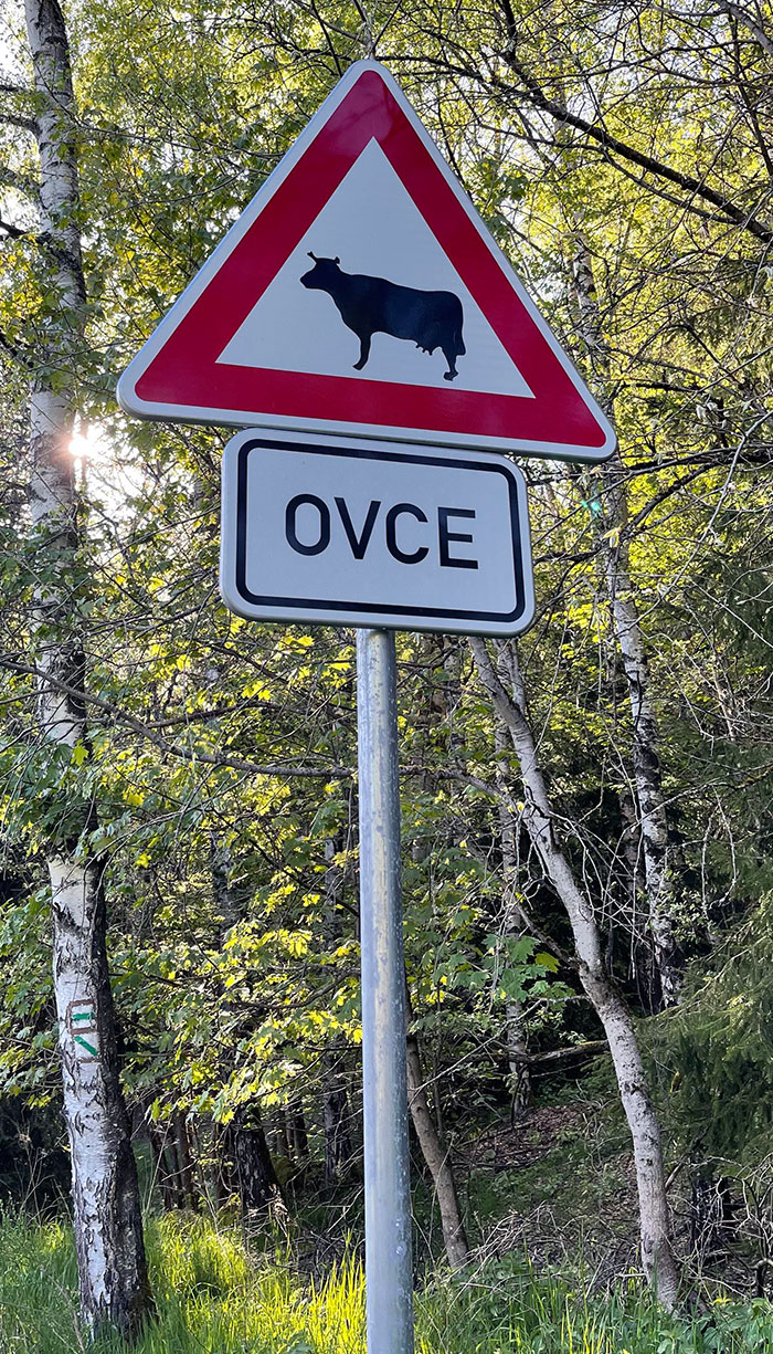 Czech Road Signs Are Amazing - The Sign Has A Cow On It, But It Says "Sheep". I Saw This Sign In The Czech Forest When I Was Cycling