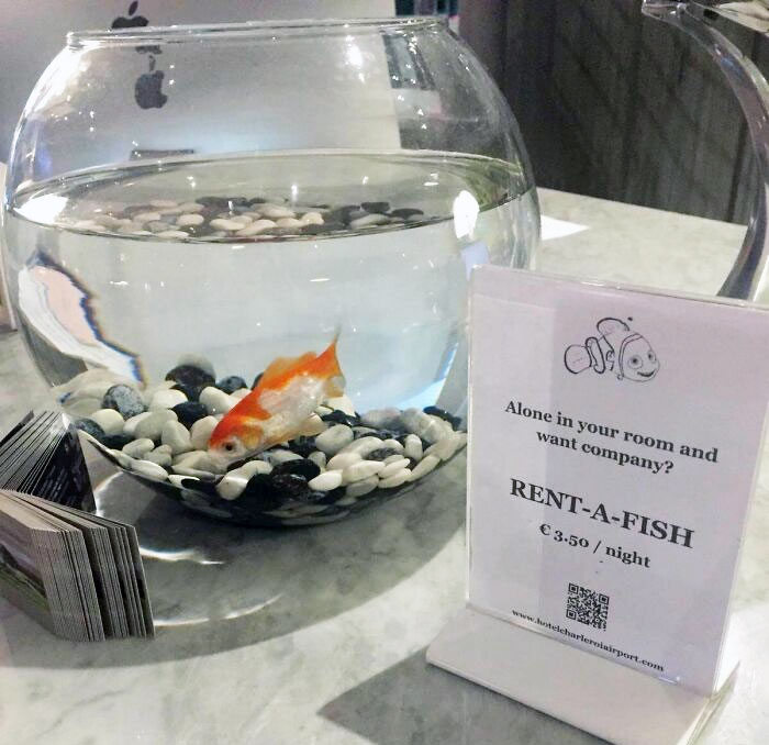 Hotel In Europe Offers A Rent-A-Pet Fish For Single Travelers
