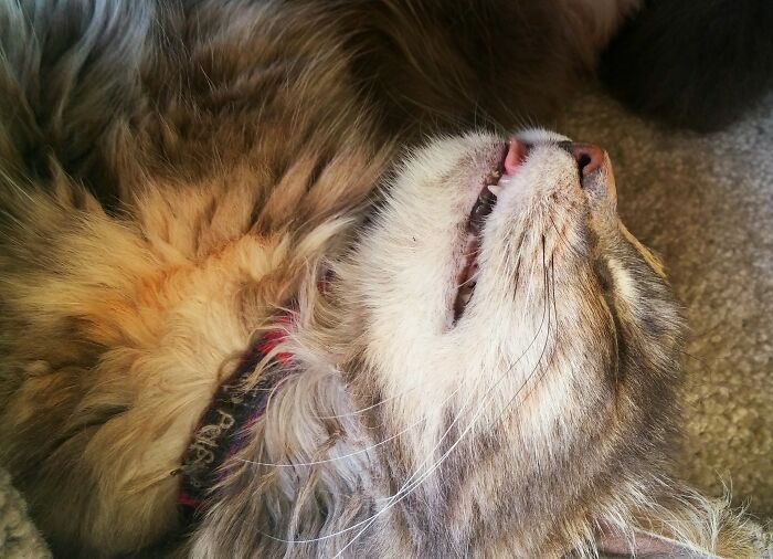 Jazz Bleps In Her Sleep, Usually While Snoring