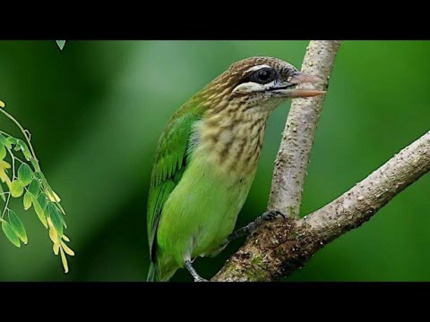 My Mother Rescued A White Cheeked Barbet