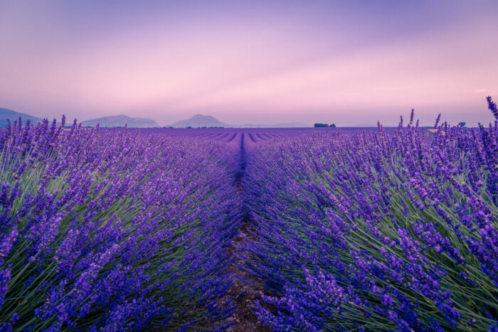 lavender flowers field under a white sky during the daytime lavender flowers field under a white sky during the daytime