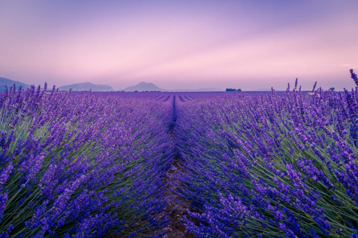 lavender flowers field under a white sky during the daytime