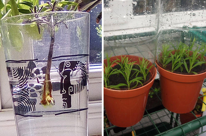 lavender propagating in water on the left image, lavender cuttings growing in soil on the right image
