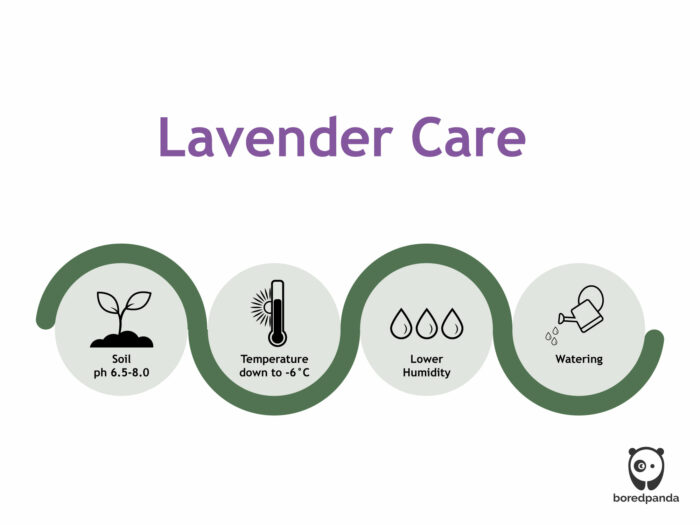 How to take care of lavender infographics