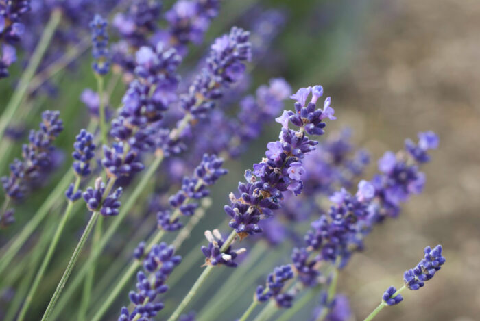 Close-up of English lavender flowers