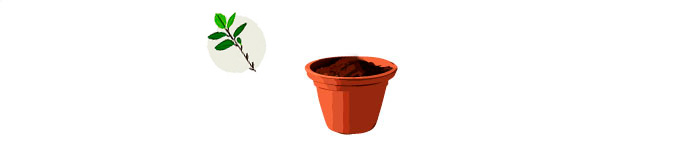illustrated cuttings and a pot with soil illustrated cuttings and a pot with soil