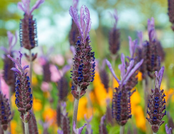 Close-up of French lavender flowers Close-up of French lavender flowers