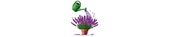 illustrated lavendar and watering can illustrated lavendar and watering can