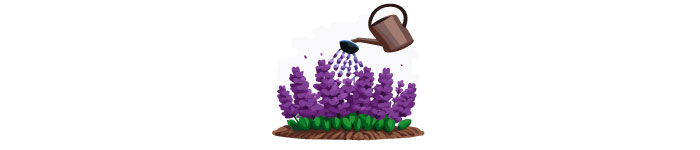 illustrated lavendar and watering can
