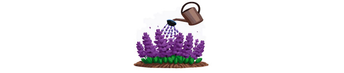 illustrated lavendar and watering can illustrated lavendar and watering can