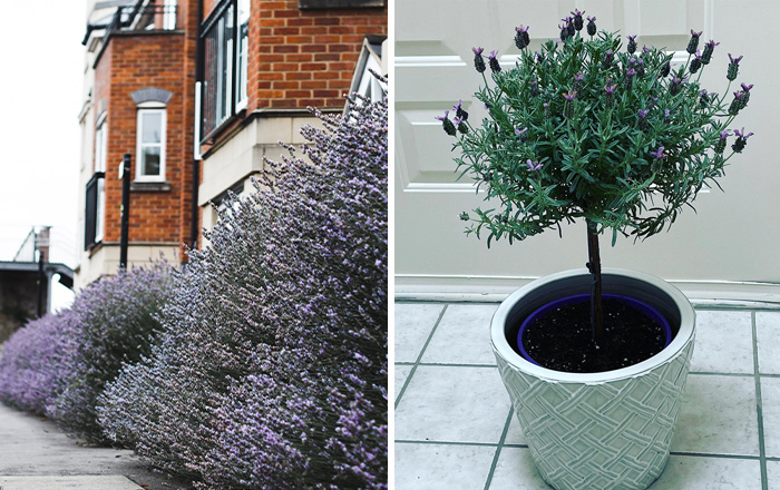 Lavender fence decorative sidewalk near a modern brick building on the left image, lavender growing in a pot on the right image