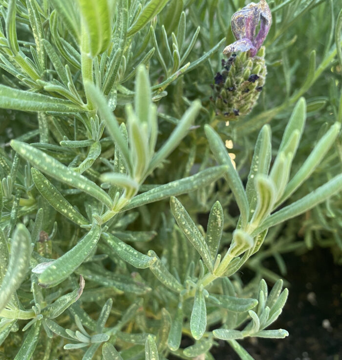 lavender leaves with white spots