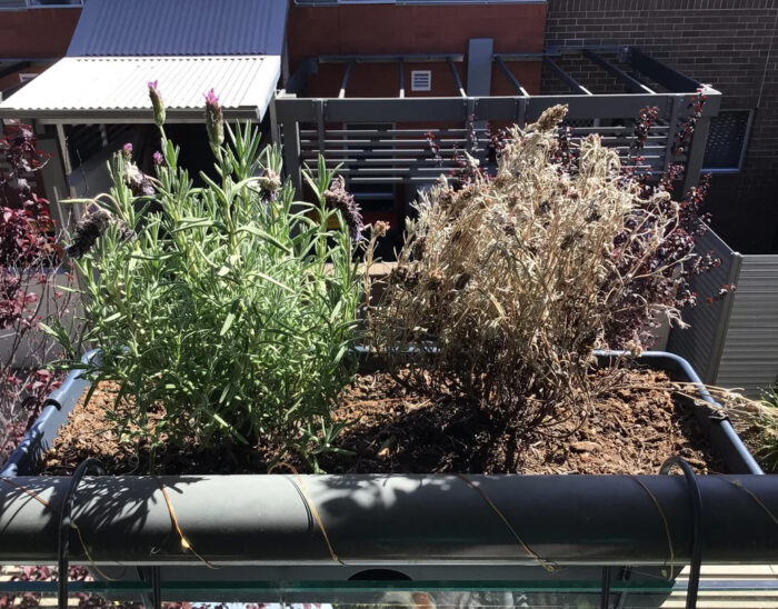 Dry lavender on the right and a green one on the left Dry lavender on the right and a green one on the left