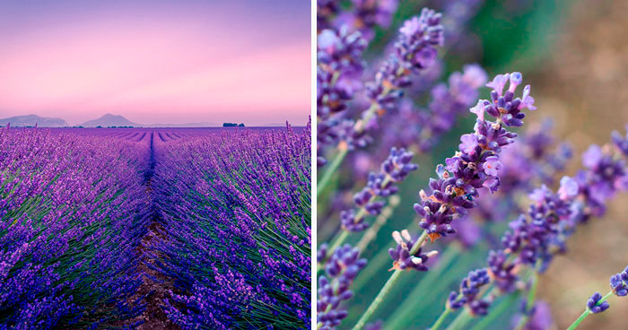 How to Grow, Use, And Care For A Lavender Plant