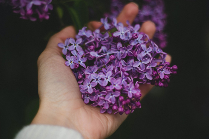 Person holding lilac flowers