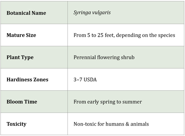 Table with information about lilac Table with information about lilac