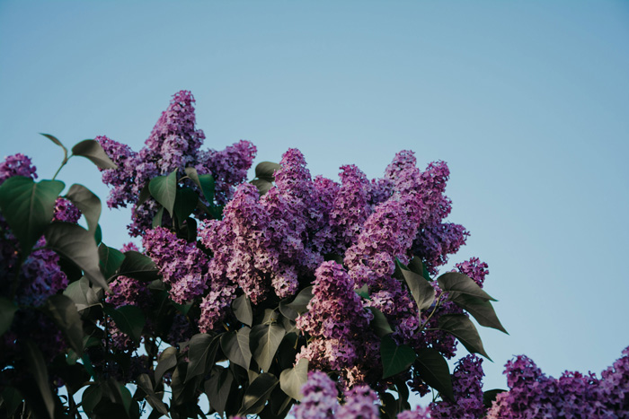 Lilac bushes on the background of the sky