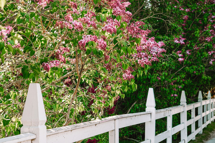 a white picket fence with lilac flowers on it