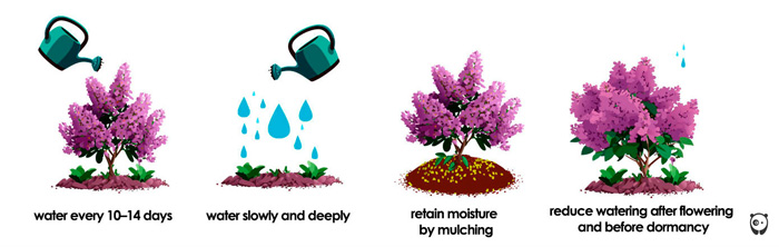 illustration about watering a lilac