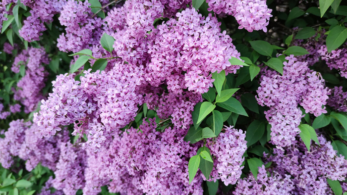 Purple lilac flowers with green leaves