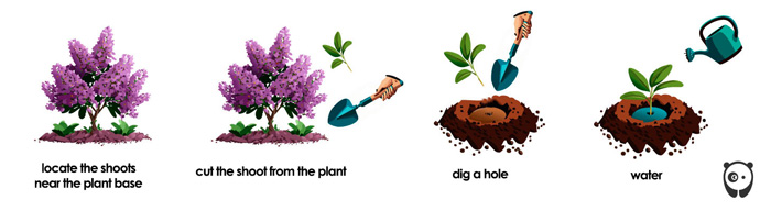 illustration of a lilac propagating