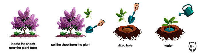 illustration of a lilac propagating illustration of a lilac propagating
