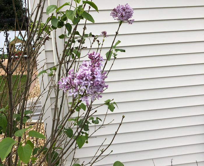 A sick bush of lilac in the yard