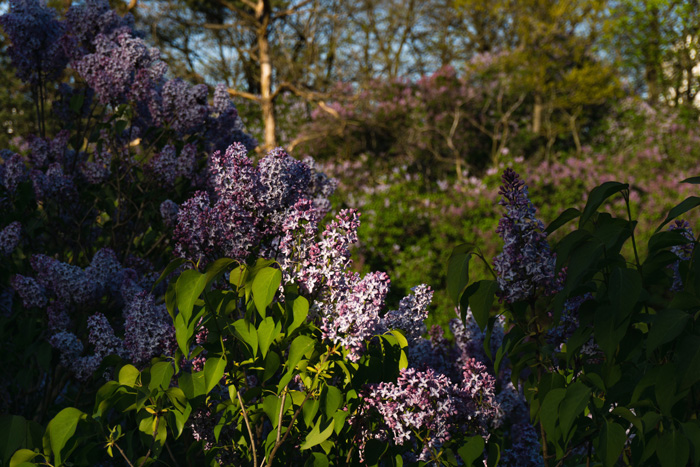A bush of purple lilacs in a garden