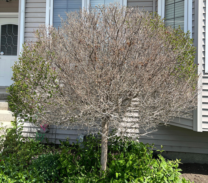 The lilac tree without leaves
