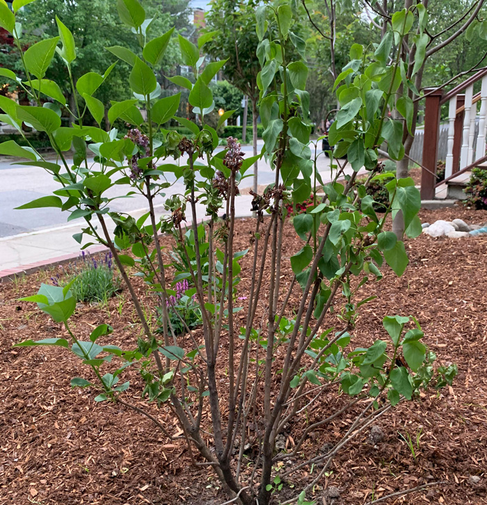 The lilac bush with dry flowers on it The lilac bush with dry flowers on it