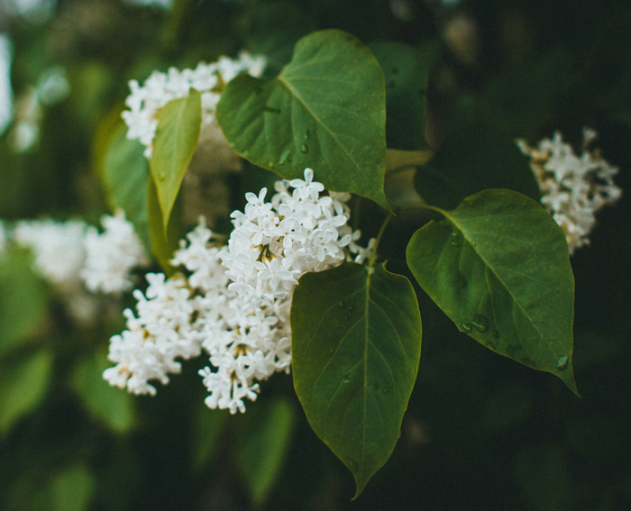 ‘Beauty of Moscow’ Lilac ‘Beauty of Moscow’ Lilac