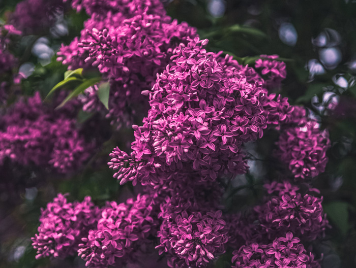Charles Joly lilac Charles Joly lilac
