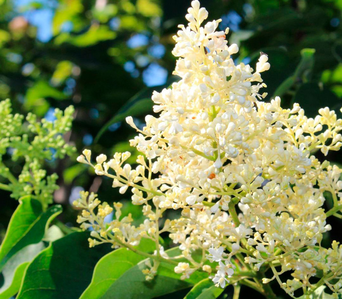 Ivory Silk lilac Ivory Silk lilac